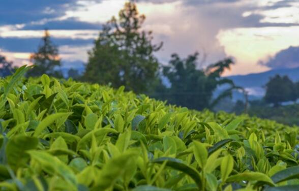 福建十大名茶是指哪十大？