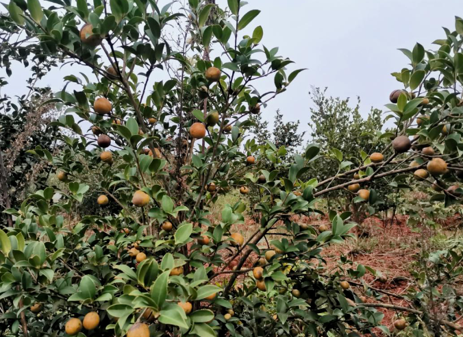 油茶種植條件