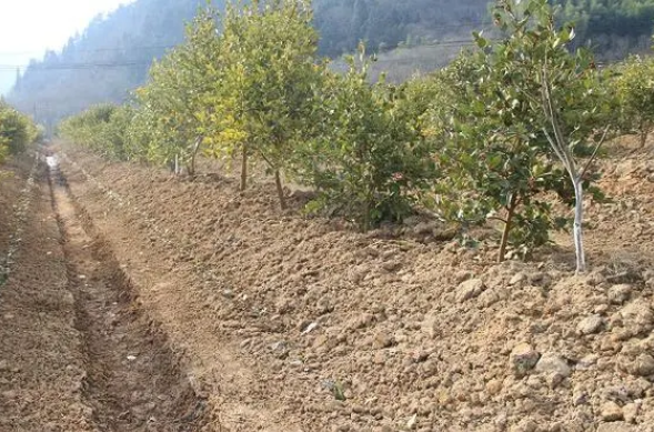 茶油樹的種植(茶油樹的種植技術(shù))