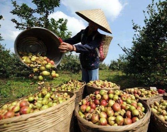 茶油樹(shù)苗什么品種好的