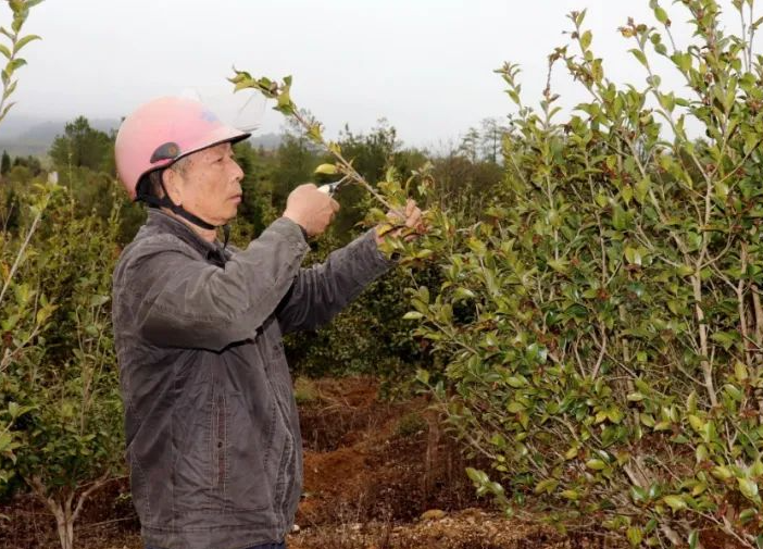 茶油樹的種植栽培管理