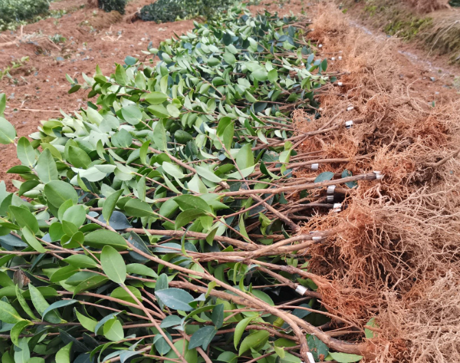 山茶油樹(shù)樹(shù)苗種植