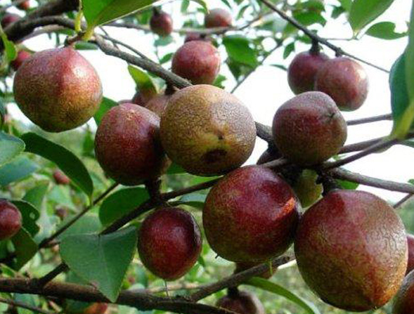 雜交茶油樹(shù)