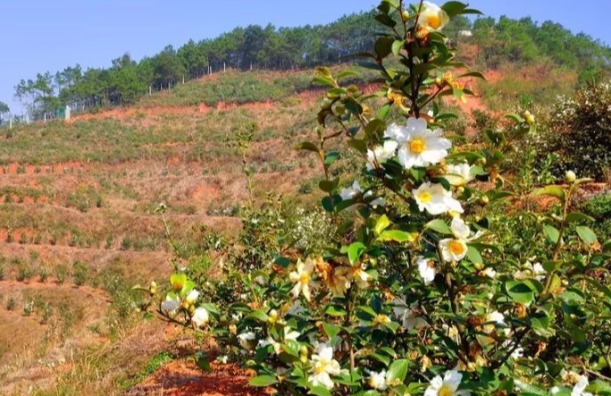 寧鄉(xiāng)茶油樹種植技術(shù)