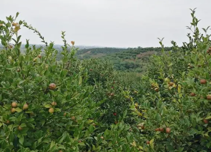 油茶渾身是寶，為什么種植油茶的人少之又少？