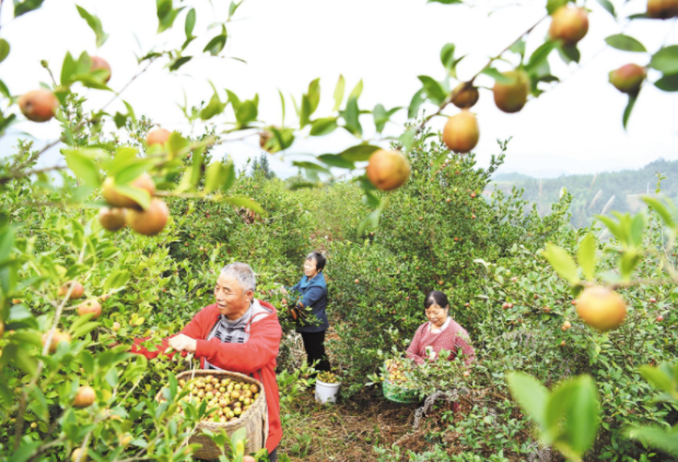 中國有一種“山茶油”，驚艷了全世界！