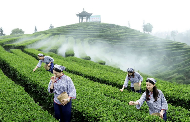 茅山春茶陸續(xù)進入采摘期