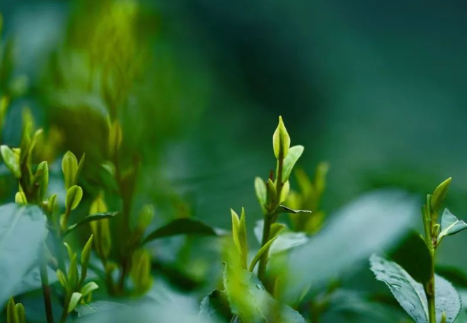 今年綠楊春茶行情預(yù)測(cè)