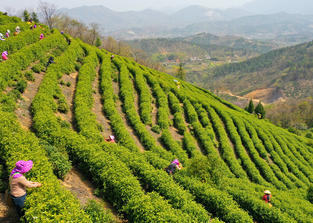 商城縣：20余萬畝高山茶已全面進(jìn)入采摘期