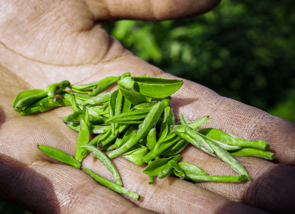 江蘇鎮(zhèn)江丹徒上黨鎮(zhèn)：近日茶園綠意濃，茶葉采摘忙