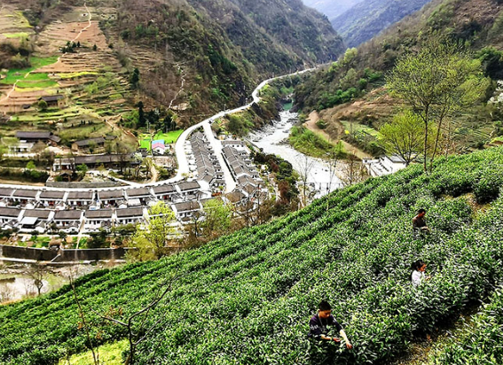 陽壩鎮(zhèn)茶葉采摘加工體驗(yàn)基地正式開放啦！