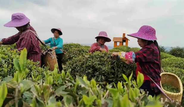 贛州會昌：明前茶飄香 采茶正當時