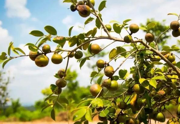 湖北竹溪油茶產(chǎn)業(yè)生態(tài)化促進茶農(nóng)增收